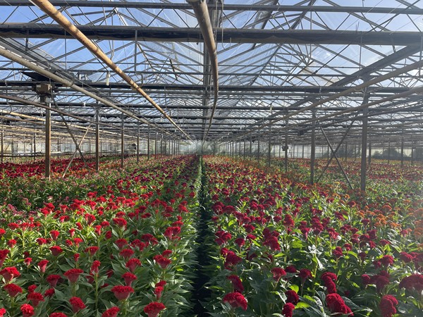 Medium property photo - Rietkampseweg 1a, 6687 LC Angeren