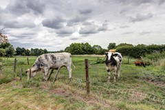 82_BERGEIJK_5571_CK_Hoek_8.JPG