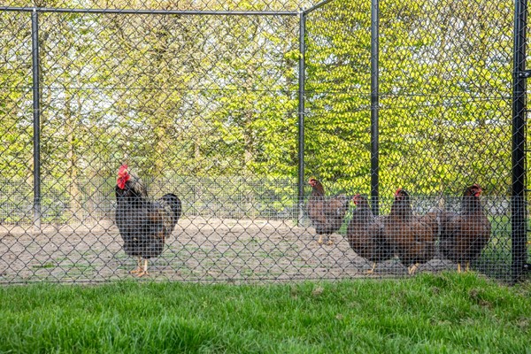 Medium property photo - De Hel 9, 6668 LG Randwijk