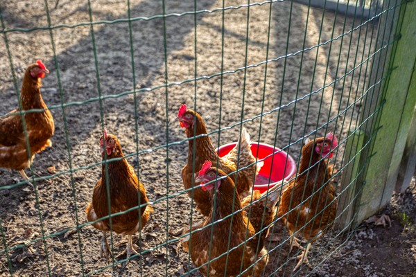 Foto - Te koop: Voorsterweg 8-1, 8316 PS Marknesse