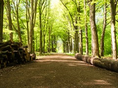 Foto - 19-Elst-92.jpg