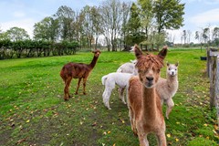 Lange Heideweg 19, Otterlo-77.jpg