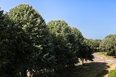 Professor Schermerhornpark 94_35.jpg