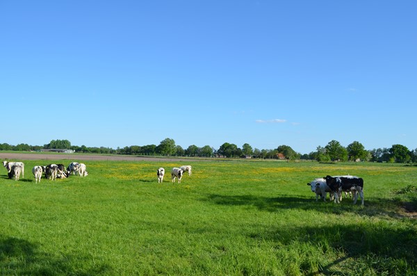 Medium property photo - Stellingweg 4, 7255 NM Hengelo (Gld)