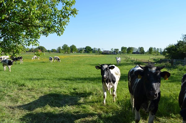 Medium property photo - Stellingweg 4, 7255 NM Hengelo (Gld)