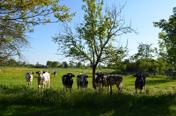 Medium property photo - Stellingweg 4, 7255 NM Hengelo (Gld)
