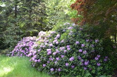 DSC_0048.JPG