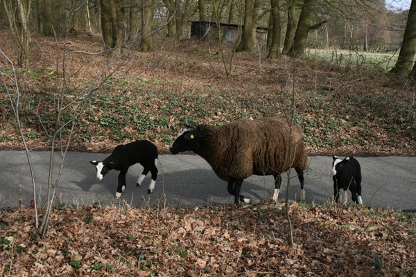 Medium property photo - De Kamp 7, 6866 ND Heelsum