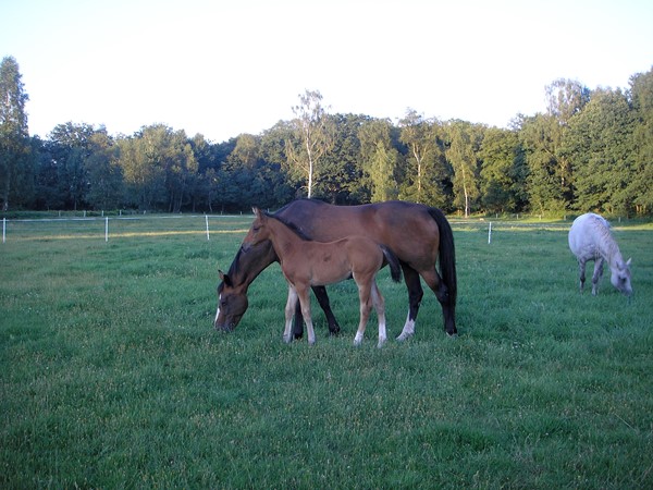 Medium property photo - De Kamp 7, 6866 ND Heelsum