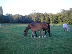 New for rent: De Kamp 7, 6866 ND Heelsum