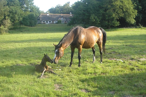 Medium property photo - De Kamp 3, 6866 ND Heelsum