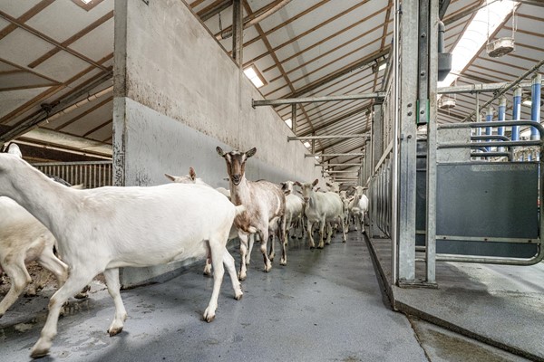 Medium property photo - Langeboomsestraat 7, 7046 AA Vethuizen