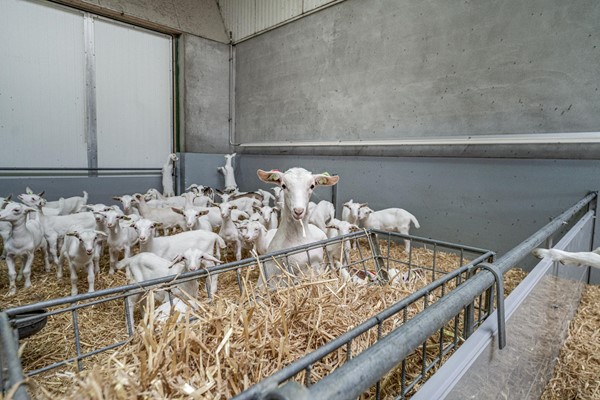 Medium property photo - Langeboomsestraat 7, 7046 AA Vethuizen