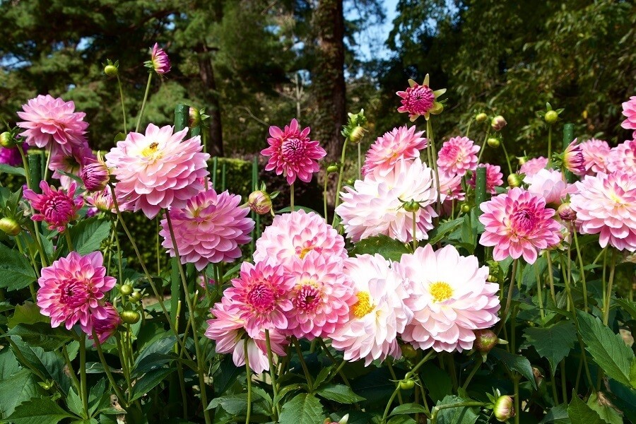 Roze-dahlias-in-de-tuin.jpg