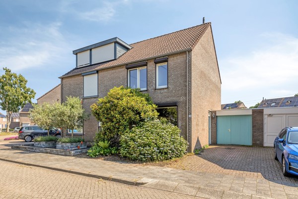 Knopkruid455803JVVenray-01.jpg