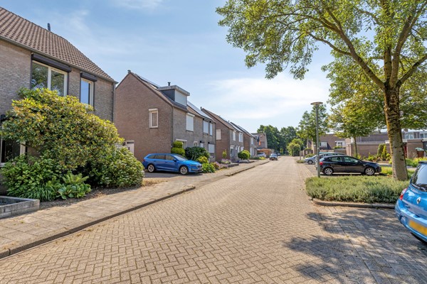Knopkruid455803JVVenray-03.jpg