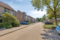 Knopkruid455803JVVenray-03.jpg