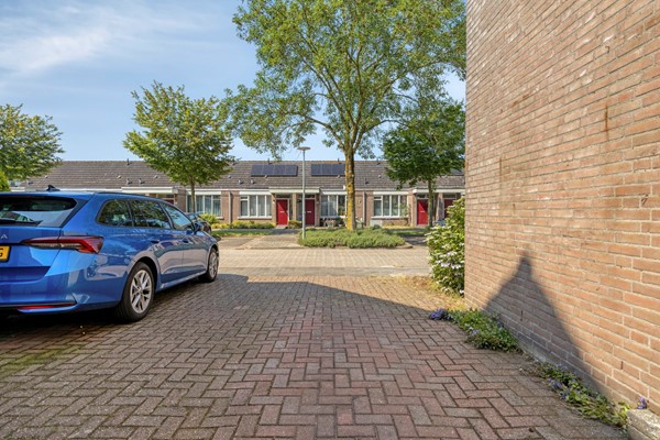 Knopkruid455803JVVenray-05.jpg