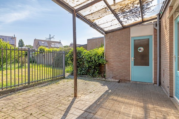 Knopkruid455803JVVenray-34.jpg