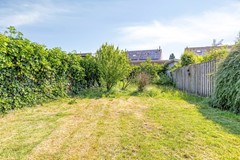 Knopkruid455803JVVenray-36.jpg