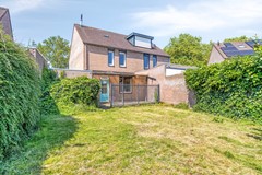 Knopkruid455803JVVenray-37.jpg