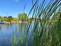 W8 uitzicht met riet JIMG_2308.JPG