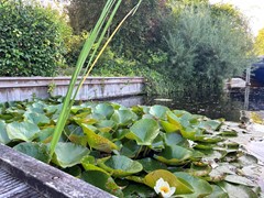 W9 kade met lelies JIMG_2275.JPG