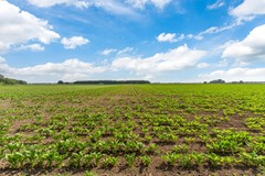 Zuidzijdsedijk 30, Nieuw-Beijerland-39.jpg