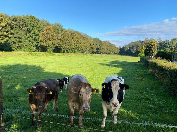 Medium property photo - Zevenaarer Straße 200, 46446 Emmerich am Rhein