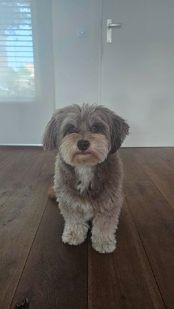 Cooper