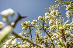 Mosseldijk 9 Nieuwvliet-44.jpg