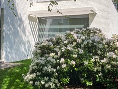 rodondendrons-1.jpg