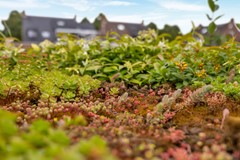 08-Achtertuin-14.jpg