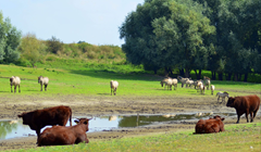 Verkocht: Hoppenhof 11, 6686 DT Doornenburg