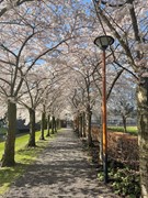 bomen.jpg