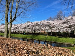 bomen 2.jpg