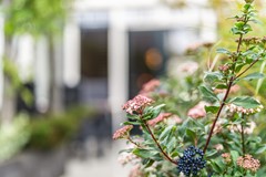 For sale: Waterlandse Hof 1, 1121 RB Landsmeer