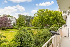 Havikshort 36 24.jpg