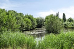 Paddestoelenlaan653903GEVeenendaal-04.jpg