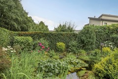 Bilzekruid113903GNVeenendaal-48.jpg