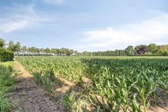 Bolst215469SCErpNL-63.jpg