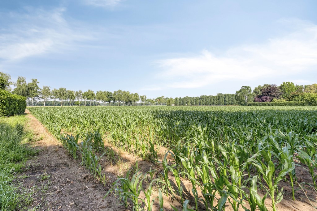 Bolst215469SCErpNL-63.jpg Bolst215469SCErpNL-63.jpg