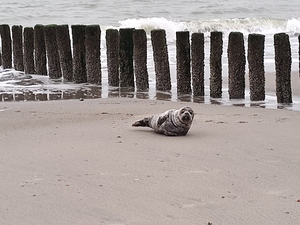 Medium property photo - Zeedijk 24-635, 4504 PN Nieuwvliet