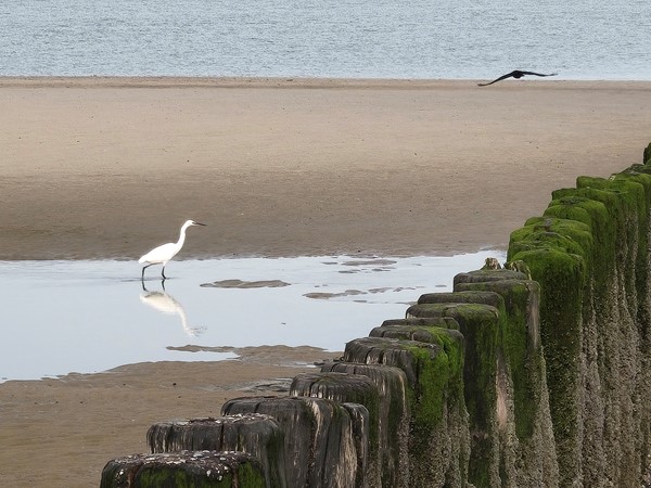 Medium property photo - Zeedijk 24-635, 4504 PN Nieuwvliet