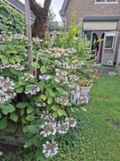 thumbnail_20250722_133325.jpg