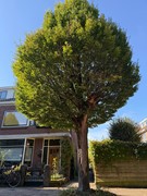 Onder bod: J.A. Reinckenstraat 9, 7412 DT Deventer