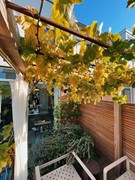Garden back pergola & grapes.jpg