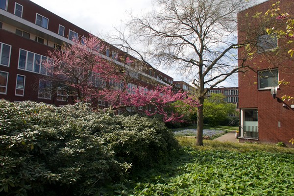 Medium property photo - Veilingstraat 5, 3521 BE Utrecht