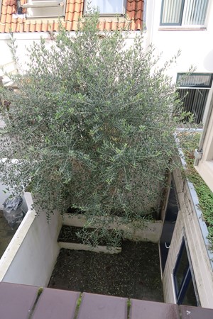 Medium property photo - Riouwstraat, 3531 CX Utrecht