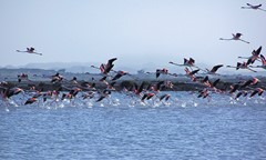 C13_Iconic_Gran Alacant_flamencos.jpg